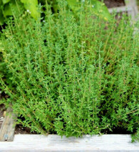 Thyme Thymus Vulgaris Perennial Common German Rosemary Garden USA - £7.45 GBP