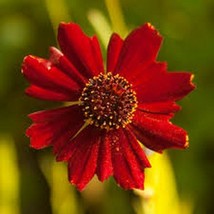 200 Pcs Red Dwarf Coreopsis Flower Seeds #MNSS - £11.78 GBP