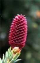 MBK Lithops Aucampiae Living Stone Mesemb Pebble Rock Succulent Seed 50 ... - $17.98