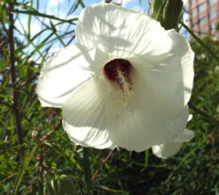 5 Pc Seeds Neches River Hibiscus Flower Plant, Hibiscus dasycalyx Seeds | RK - $18.90