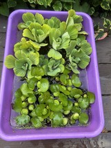 FATHERS DAY SPECIAL (15) Water Hyacinth &amp; Lettuce Koi Pond Floating Plan... - $82.18 CAD