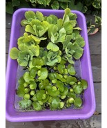 FATHERS DAY SPECIAL (15) Water Hyacinth &amp; Lettuce Koi Pond Floating Plan... - $60.00