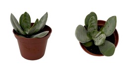 NEW ! Gandalf Jade Succulent Plant - Crassula - 2.5&quot; Pot - £26.79 GBP