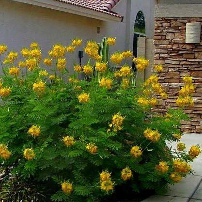 Primary image for Mexican Yellow Bird of Paradise Plant Seeds