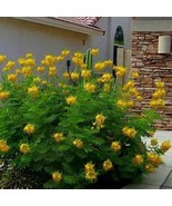 Mexican Yellow Bird of Paradise Plant Seeds - £6.28 GBP