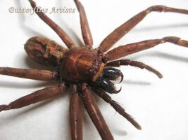 Australian Spider Jungle Huntsman Heteropoda Jugulans Taxidermy Framed S... - $89.00
