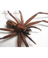 Real African Orb-weaver Bark Spider Caerostris Pero Framed Entomology Sh... - €75,86 EUR