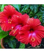 Madagascar Hibiscus Moscheutos Hibiscus Starter Seeds Rose Of Sharon Hs6819 - $9.99