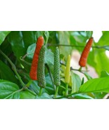 Long Pepper Powder Natural Herbal Pain Relief Skin Hair Nail Care Remedy - €10,17 EUR