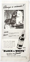 1942 Black &amp; White Scotch 8 Year Advertisement Westie Scottie Terriers E... - $468.48 MXN