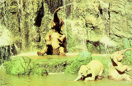 Walt Disney World Florida Postcard - Elephant Bathing Pool - Unused - £7.20 GBP