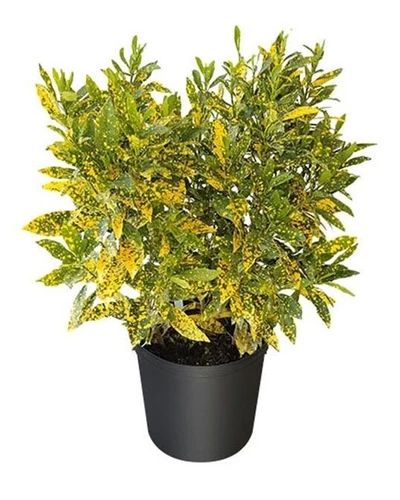 Gold Dust Croton Live Plant Well Rooted 7 To 10 Inches Tall In 4Inches P... - $13.10