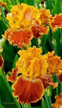25 Iris Orange Flower Seeds Garden Plants - £11.10 GBP