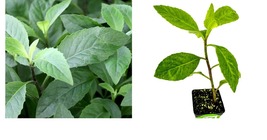 Gynura procumbens - Longevity Spinach - Live Plant - £38.45 GBP