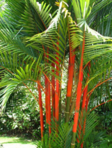5 Pc Seeds Lipstick Palm Plant, Cyrtostachys renda Seeds for Planting | RK - £15.10 GBP