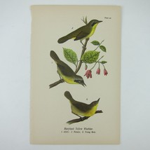 Bird Litho Print Maryland Yellow Warbler After John James Audubon Antique 1890 - £16.07 GBP