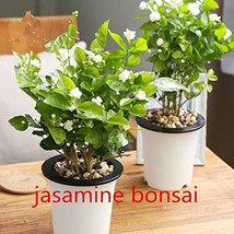 10  pcs White jasmine seeds, Arabian jasmine aromatic plant good smell chinese f - £4.84 GBP