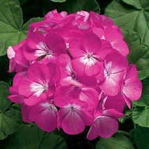 Geranium Zonal Ringo 2000 Deep Rose 15 Geranium Seeds Gardening USA SHIPPING - $13.25