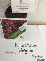 WINE & ROSES® Reblooming Weigela PP#10772 image 3