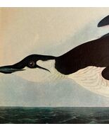 Brunnichs Murre Bird 1946 Color Art Print John James Audubon Nature DWV2K - $545.74 MXN