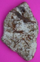 Dino Girl Dinosaur Poop Coprolite Fossil Made In America Jurassic Era CO... - $475.72 MXN