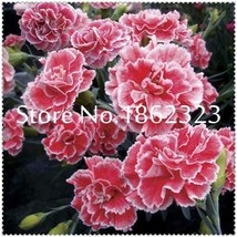 200  pcs Rare Carnations Bonsai Flowers Bonsai Dianthus Caryophyllus Flowers Bon - £7.30 GBP