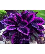 +25 SEEDS Beautiful Plant 'Purple Tip Calathea' Couture Flower Indoor or... - $15.75