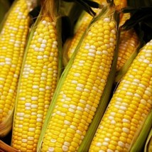 Ambrosia F1 Sweet Corn Seeds - Bicolor Se Untreated Hybrid - £3.99 GBP