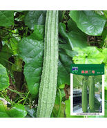 Meiling No.2 Luffa F1 Hybrid Vigorous Growth Long Luffa - $440.07 MXN