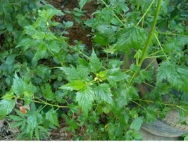 Oniyaya jute, Nigerian jute(Corchorus olitorius), 200 seeds cost is 8 US... - $30.00