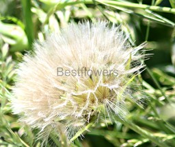 A Beautiful Seeding Dandelion #2 - 8x10 Unframed Photograph - $323.54 MXN