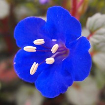 California Bluebell Seeds Phacelia Campanularia Desert Blue Bell Canturbury Bell - £7.65 GBP