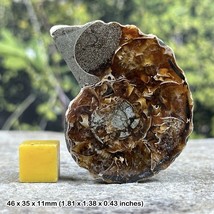 Stunning natural art: single section of cut and polished marine ammonite fossil - $15.86