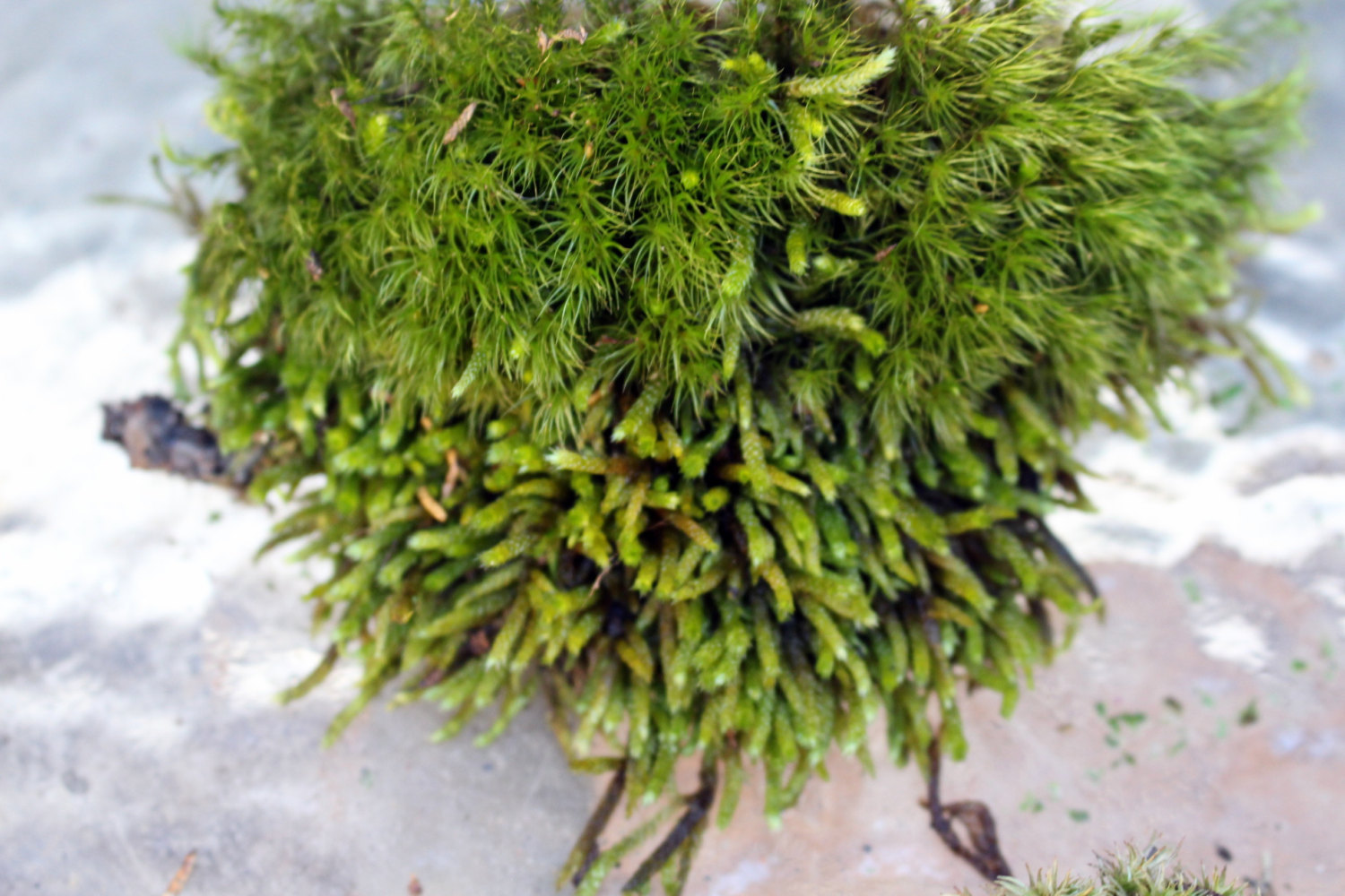 Live Sheet Moss - For Terrariums, Carnivorous Plants - Quart Bag