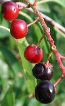 1 Black Cherry Tree, 16+inch, Fast Growing Flowering Berry for Garden Landscapes - £15.22 GBP