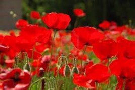 Red Poppy 100 Seeds Worlds Most Popular Flower Stunning Red Poppies - $8.35