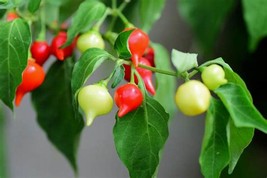 Pepper Biquinho Chupetinha Red Yellow Pepper, 15 seeds - $10.29