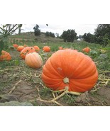 FMG 25 Seed Giant Pumpkin Patch Seed Collection Three Types Fast Grow - $21.43