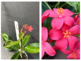 WATERMELON PINK Dwarf Jatropha intergerima Tropical Peregrina STARTER PLANT - $64.93