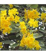 25  Silver Trumpet Tree, Yellow Tabebuia, Tecoma argentea Seeds - £3.93 GBP