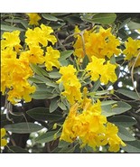 25  Silver Trumpet Tree, Yellow Tabebuia, Tecoma argentea Seeds - $5.00