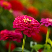 Fresh Zinnia Pepito Mix Dwarf Heirloom 10” Petite Low Grow 5 Colors Non-... - $12.96