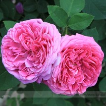 50 Seeds Pink Rose Bush Flower - $5.99