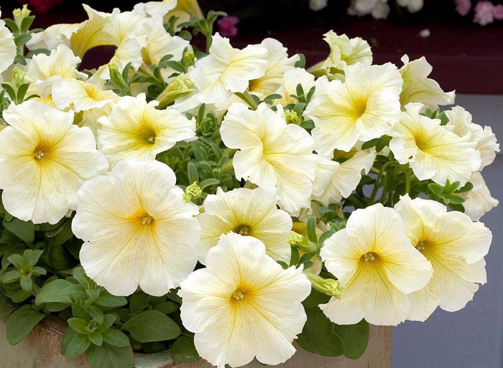 Petunia Prism Sunshine Pelleted Seeds Attracts Butterflies Fresh Fast Sh... - $3.78