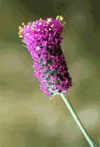 FREE SHIPPING Dalea purpurea Purple Violet Prairie Clover 200 Seeds - £12.50 GBP