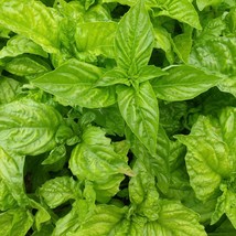 Italian Large Leaf Basil Seeds 500 Herb Garden - £3.37 GBP