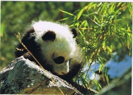 Postcard Giant Panda Rock China - £3.98 GBP