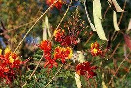 Mexican Redbird Red Bird Of Paradise Peacock Flower 5 Seeds - $5.99