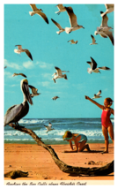 Florida Coast Feeding Sea Gulls On the Beach Postcard Unposted - $4.89