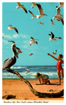 Florida Coast Feeding Sea Gulls On the Beach Postcard Unposted - £3.76 GBP